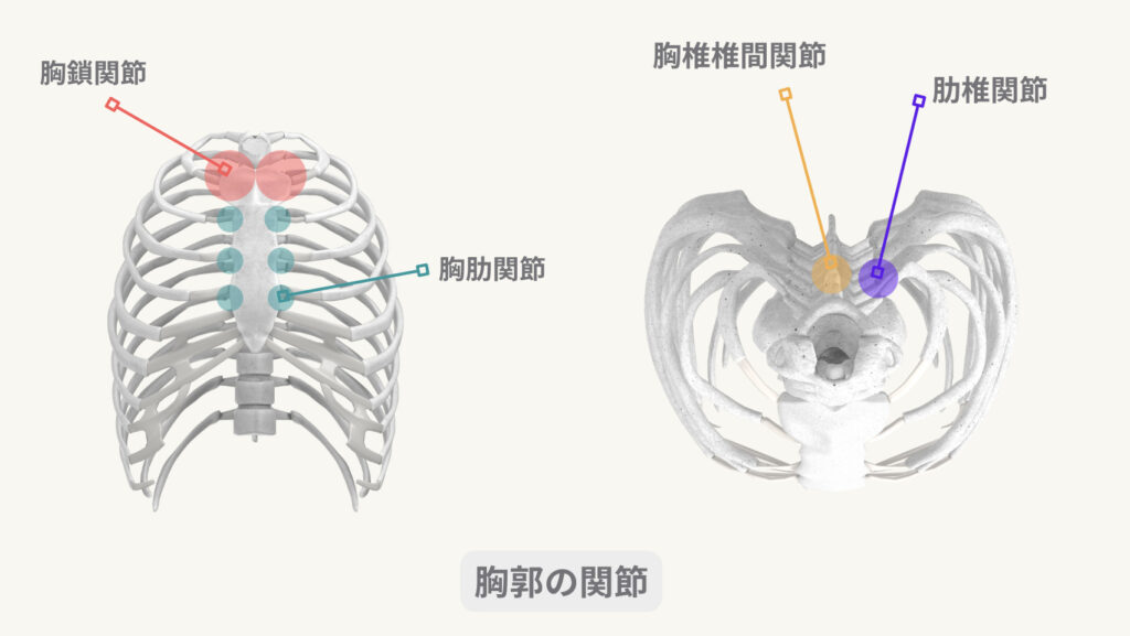 ＜保存版＞ピラティス指導に必要な胸郭の解剖・バイオメカニクスまとめ！ | N.Pilates Education〜解剖学からわかる！効果の出る ...