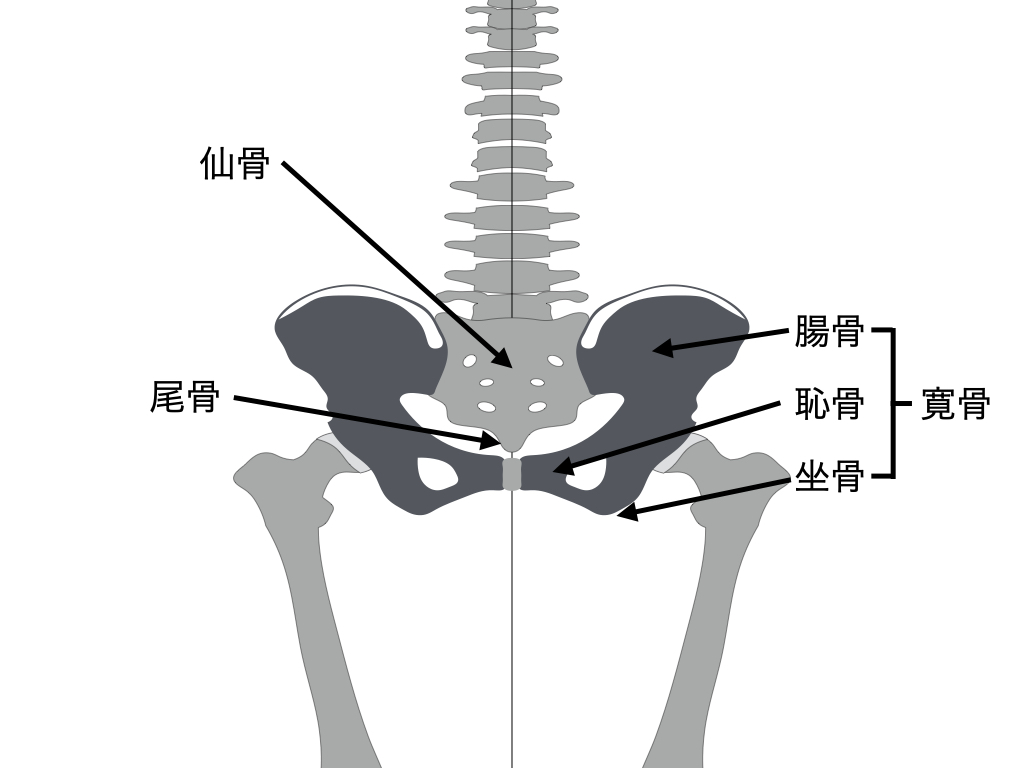 骨盤の触診・評価が分かる!ピラティスに活かす解剖・バイオメカニクスまとめ | N.Pilates Education〜解剖学からわかる!効果の ...