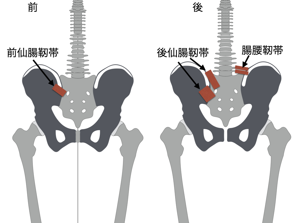 骨盤の触診・評価が分かる!ピラティスに活かす解剖・バイオメカニクスまとめ | N.Pilates Education〜解剖学からわかる!効果の ...