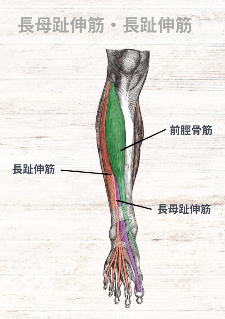 長趾伸筋 – 長趾伸筋 解剖図 – NDJI
