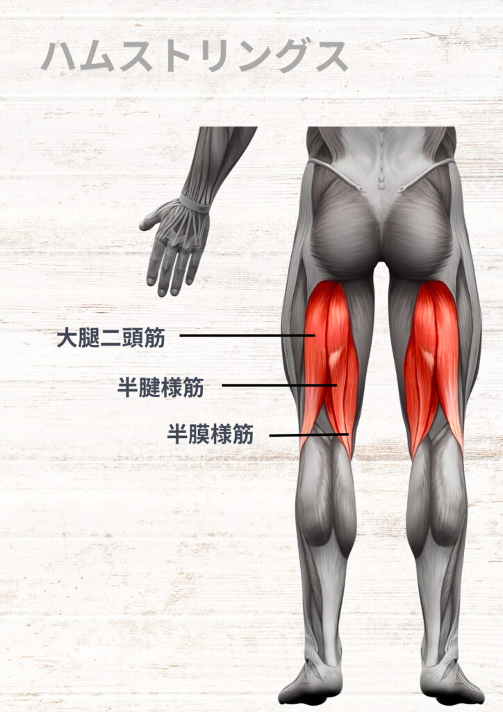 ハムストリングスの解剖学〜ゼロからわかる解剖学〜 | N.Pilates Education〜解剖学からわかる!効果の出るピラティスセミナー!〜