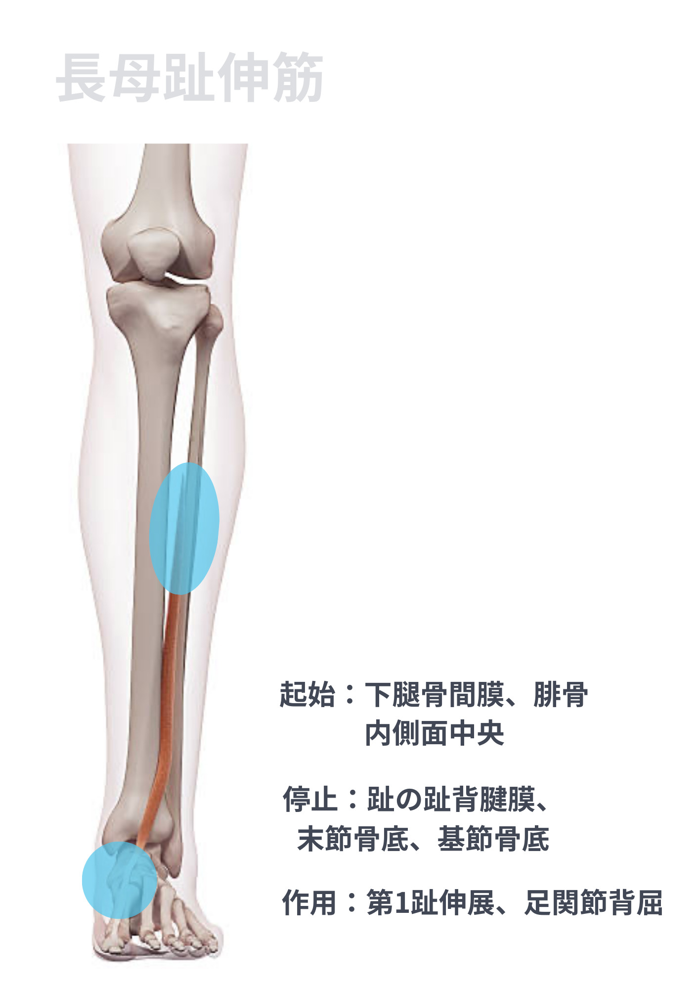 長母趾伸筋・長趾伸筋の解剖学〜ゼロからわかる解剖学〜 | N.Pilates Education〜解剖学からわかる!効果の出るピラティスセミナー!〜