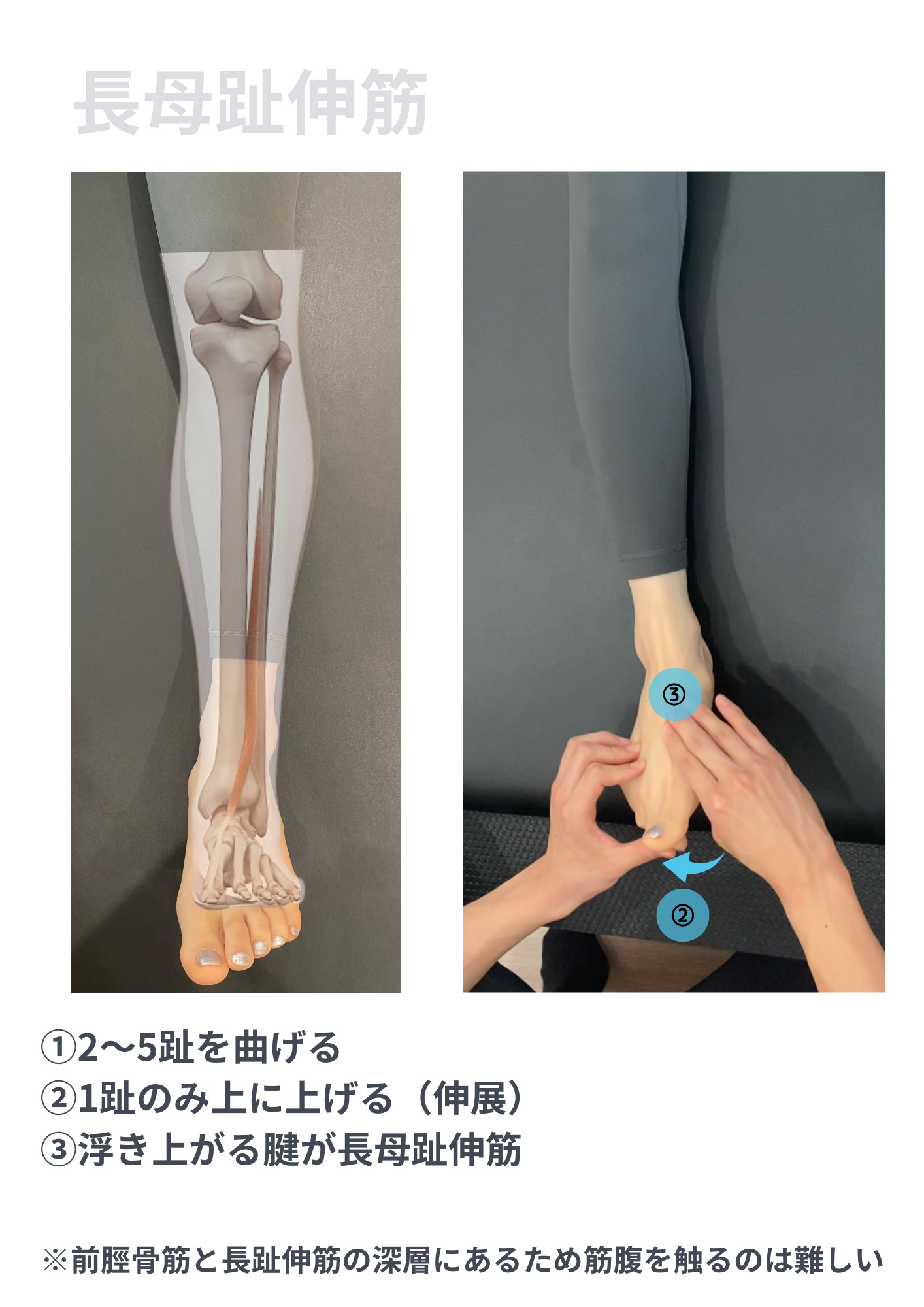 長趾 伸筋 痛み _ 足首の痛み 歩けない | 足の甲の痛みに関する質問集 – YTXGRX
