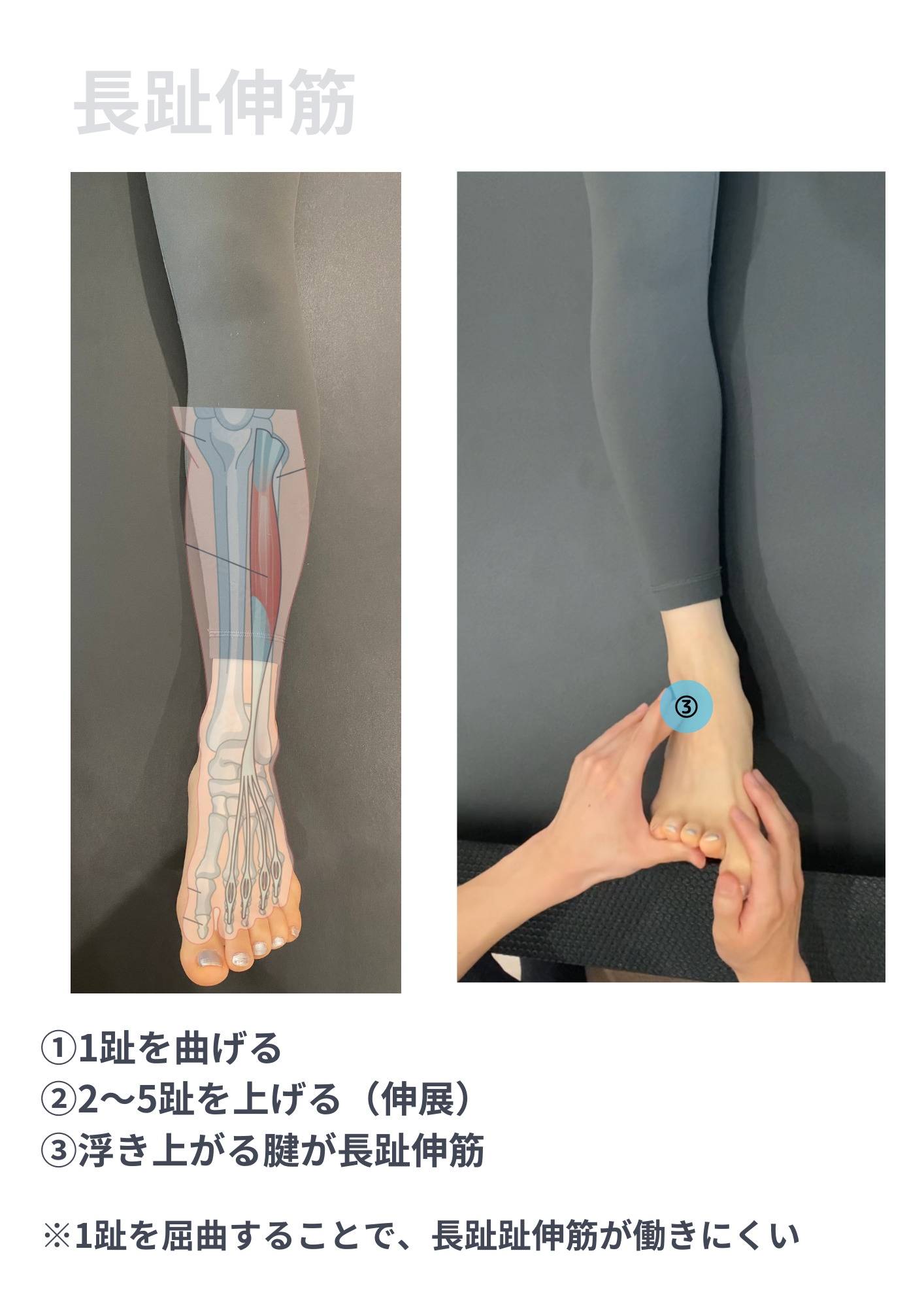 長母趾伸筋・長趾伸筋の解剖学〜ゼロからわかる解剖学〜 | N.Pilates Education〜解剖学からわかる!効果の出るピラティスセミナー!〜