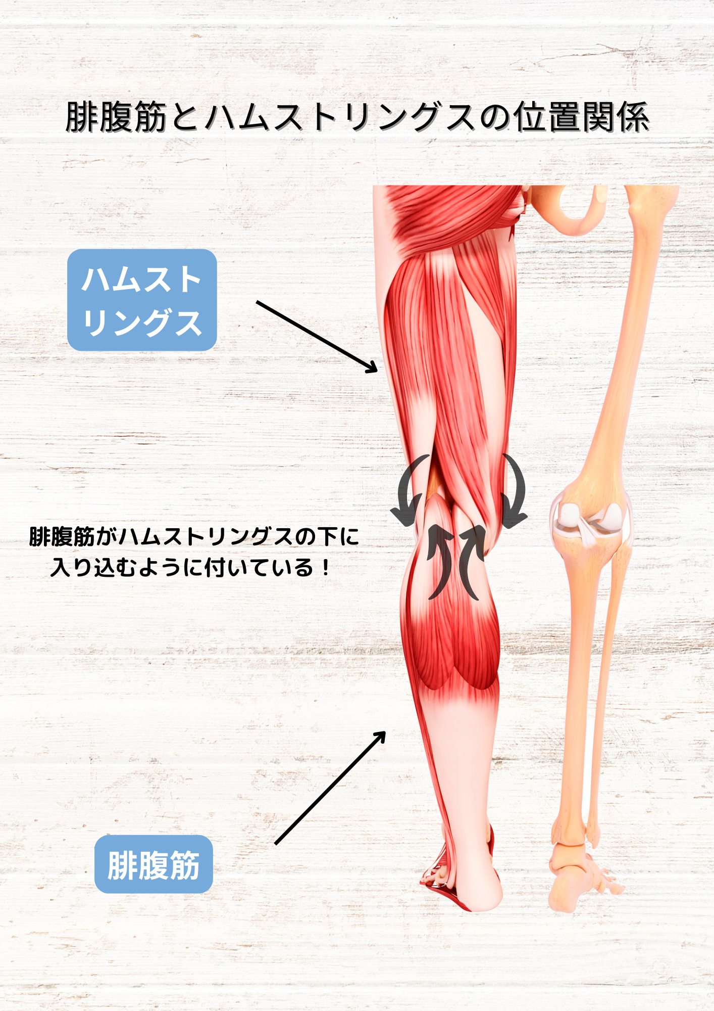 腓腹筋の解剖学〜ゼロからわかる解剖学〜 | N.Pilates Education〜解剖学からわかる!効果の出るピラティスセミナー!〜