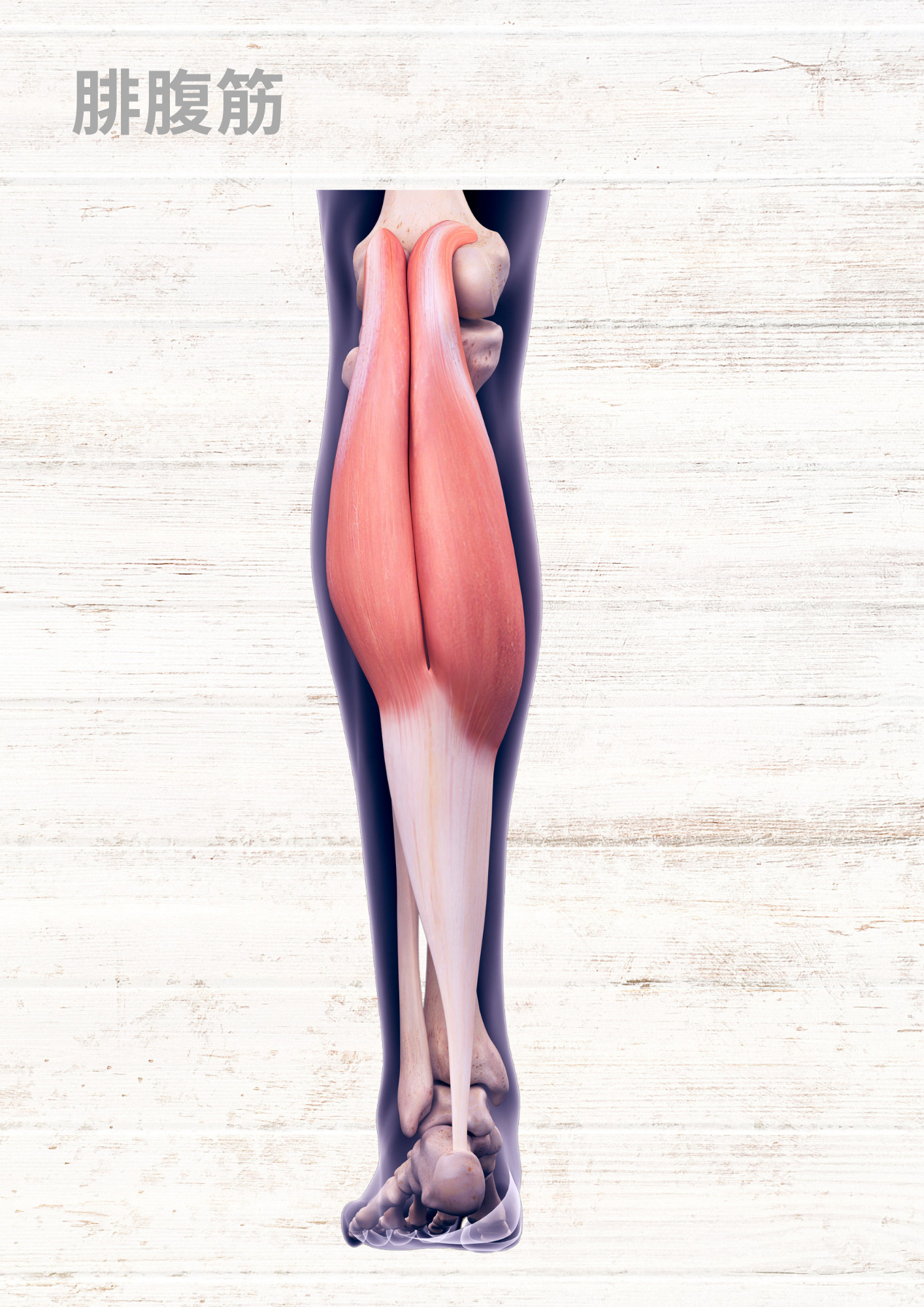 腓腹筋の解剖学〜ゼロからわかる解剖学〜 | N.Pilates Education〜解剖学からわかる!効果の出るピラティスセミナー!〜